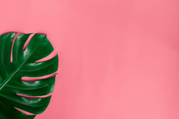istock green leaves for background and wallpaper 1206963325