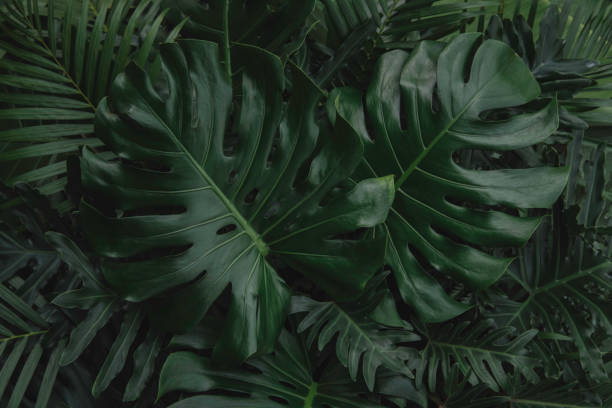 istock green leaves for background and wallpaper 1206963333