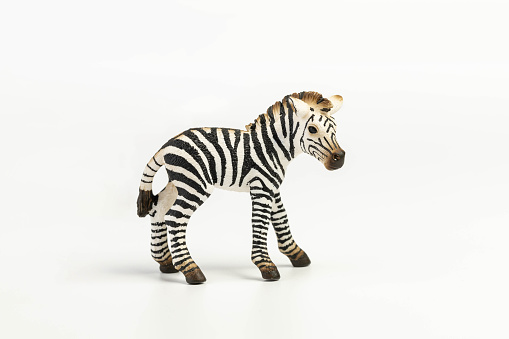 Zebra cub