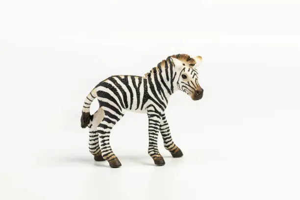 Photo of Zebra cub