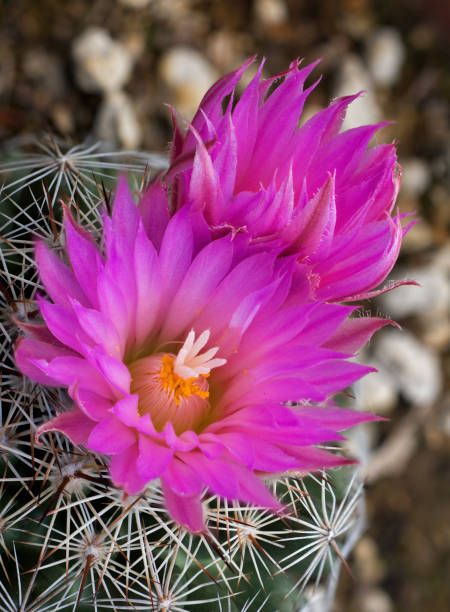 Beehive Cactus, Coryphantha vivipara, Great Basin National Park, Nevada Beehive Cactus, Coryphantha vivipara, Great Basin National Park, Nevada. Also called Beehive Cactus; Cactaceae; Coryphantha vivipara; Escobaria vivipara; pincushion cactus great basin national park stock pictures, royalty-free photos & images