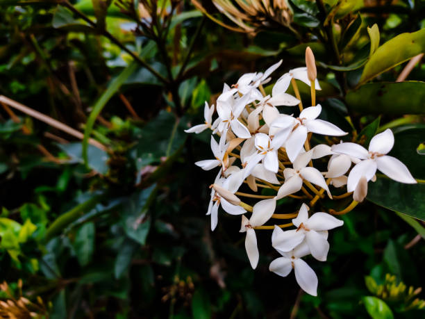Tabernaemontana divaricata, commonly called pinwheel flower, crape jasmine, East India rosebay, and Nero's crown, is an evergreen shrub or small tree native to South Asia.