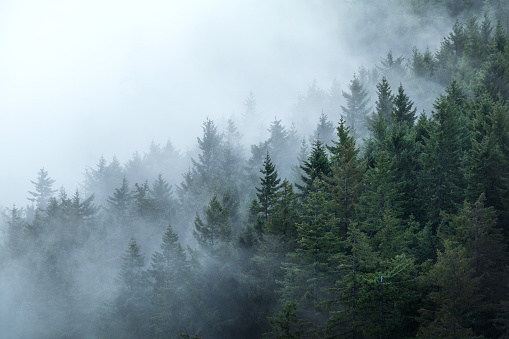 Low cloud and fog above and surrounding a forest on Vancouver Island.