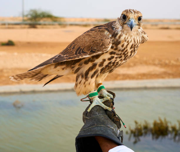 istock falcon bird Falconry hunt Qatar 1206970170