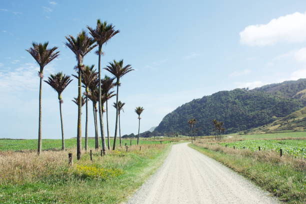 nikau palms cerca de heaphy track, karamea, costa oeste, nueva zelanda - kahurangi fotografías e imágenes de stock