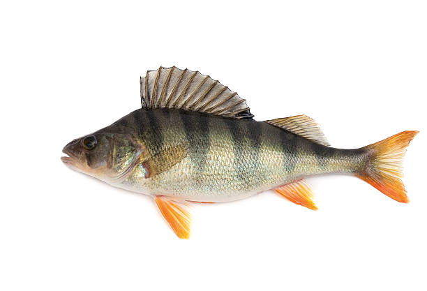 A dead Perch fish on a white background Fish, perch - isolated on white background.. freshwater bass stock pictures, royalty-free photos & images