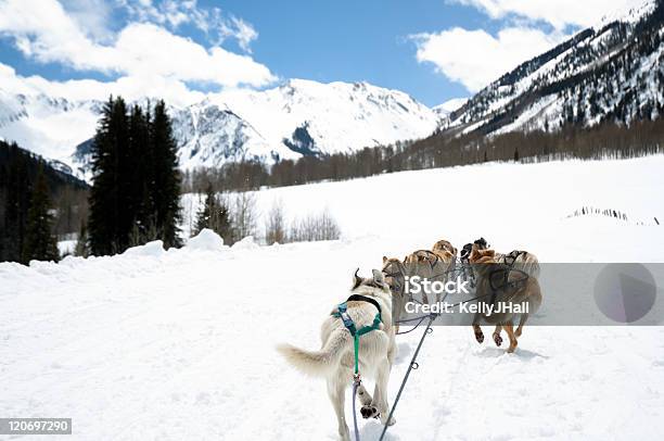 Foto de Trenós Puxados Por Cães No Inverno e mais fotos de stock de Animal - Animal, Cordilheira, Cão