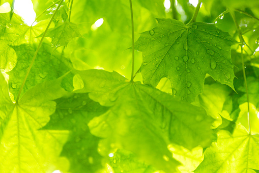 Young green maple leaves in the spring covered in rain drops and the sun in backlighting