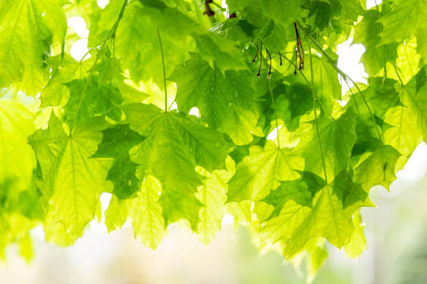 istock Green Maple Leaves in the Spring Rain Background 1206973757