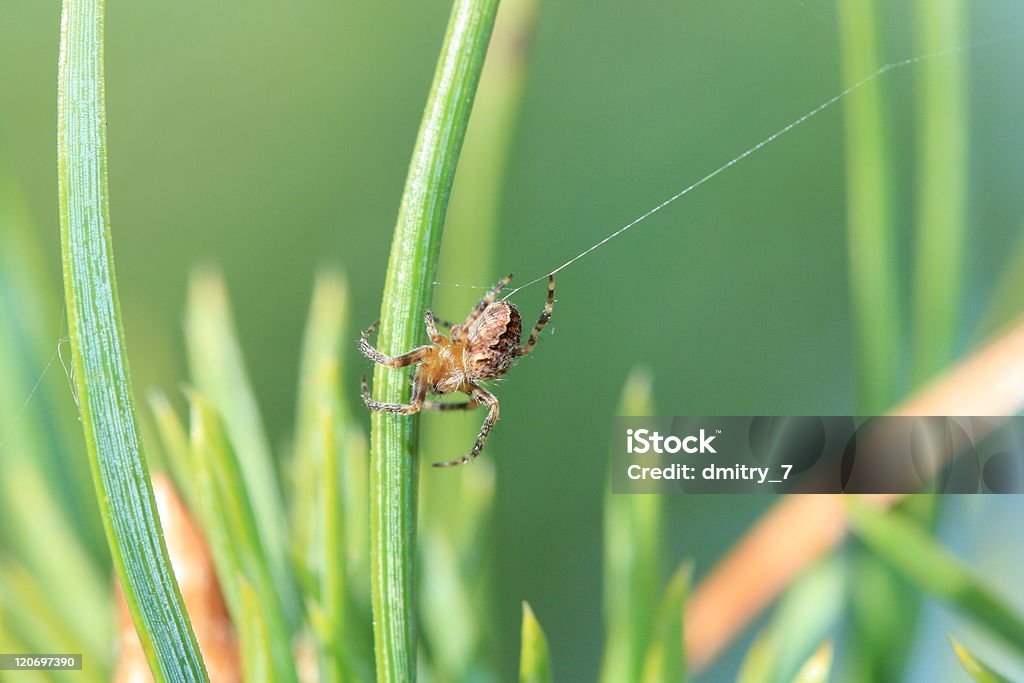 Araignée sur une herbe - Photo de Araignée libre de droits