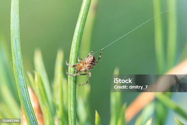 Photo libre de droit de Araignée Sur Une Herbe banque d'images et plus d'images libres de droit de Araignée - Araignée, Brin d'herbe, Couleur verte