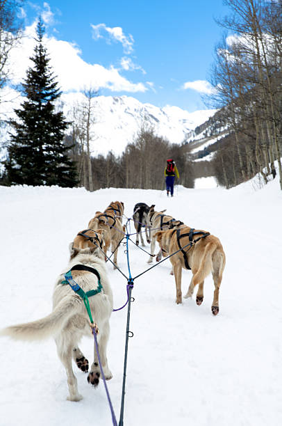 istock Dog sled approaching cross-country skier 120697408