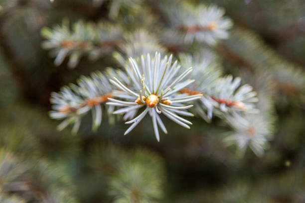 colorado blue spruce branch and needles closeup - spruce tree colorado blue blue spruce fotografías e imágenes de stock