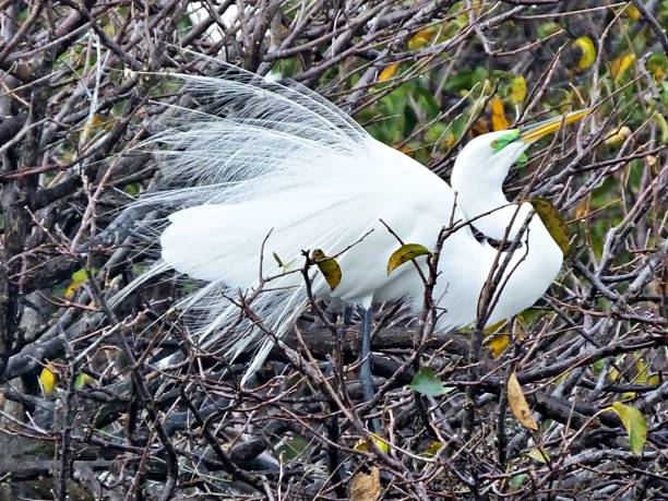 istock Great Egret (Ardea alba) - in its nest with breeding colors 1206974575