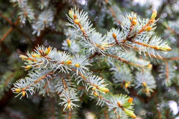 abeto azul con nuevo crecimiento de primavera y gotas de lluvia fondo - spruce tree colorado blue blue spruce fotografías e imágenes de stock