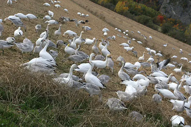 Wild snowgeese (anser caerulescens) with older and younger birds, one of them with yellow marker around the neck, during migration stop in wildlife park, Canada