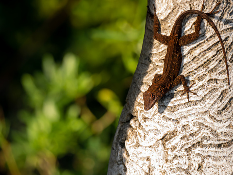 Brown colored anole lizard, Anolis species, on carved coral in Miami, Florida, USA