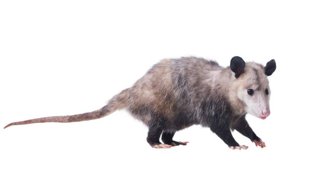 istock Female profile. Virginia opossum (Didelphis virginiana) or common opossum.  Isolated on white background 1206978033