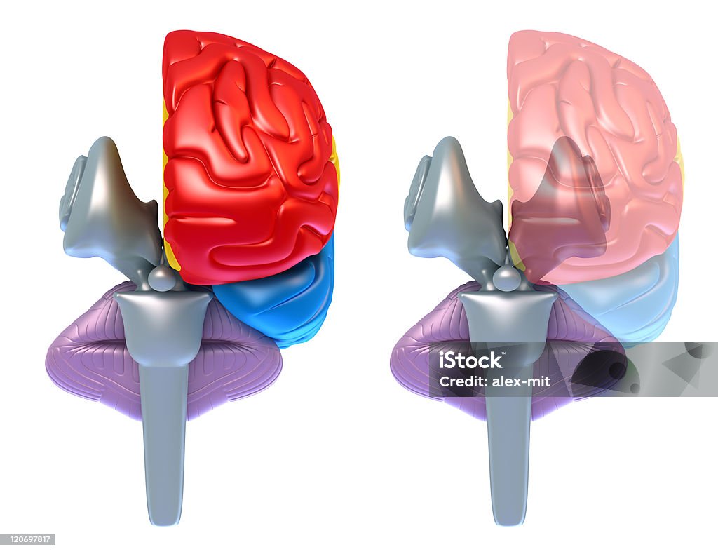 Cérebro lobo e Cerebelo - Foto de stock de Anatomia royalty-free