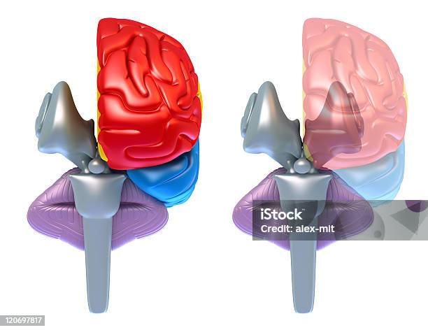 Головном Мозге И Мозжечке Долях — стоковые фотографии и другие картинки Анатомия - Анатомия, Биология, В профиль