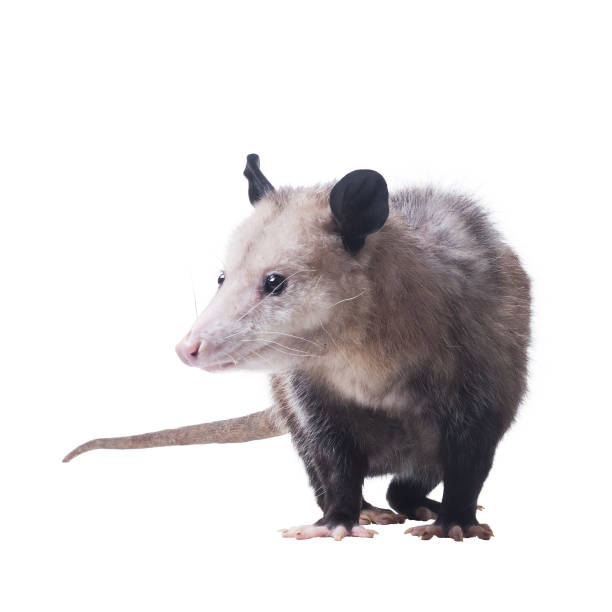 istock Female Virginia opossum (Didelphis virginiana) or common opossum.  Isolated on white background 1206978881