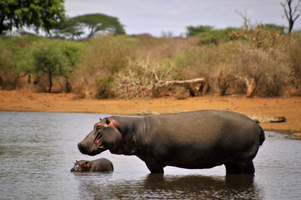istock Mother and baby hippo 1206978910
