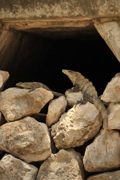 istock Iguanas on stone ruins 1206979176