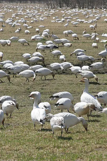 Snowgeese (anser caerulescens) during migration stop in springtime in wildlife park, Canada. In foreground two adult birds are observing particular danger