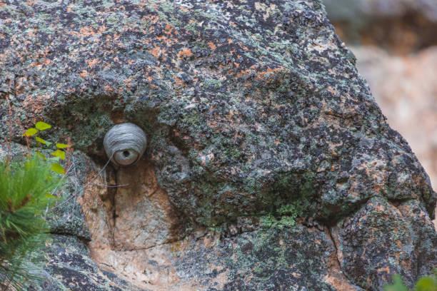 Wasp (Vespula vulgaris) nest
