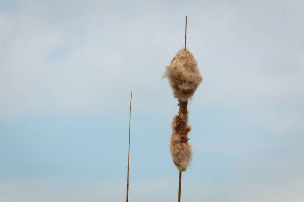 This plant is very common to be found in the mediterranean area
