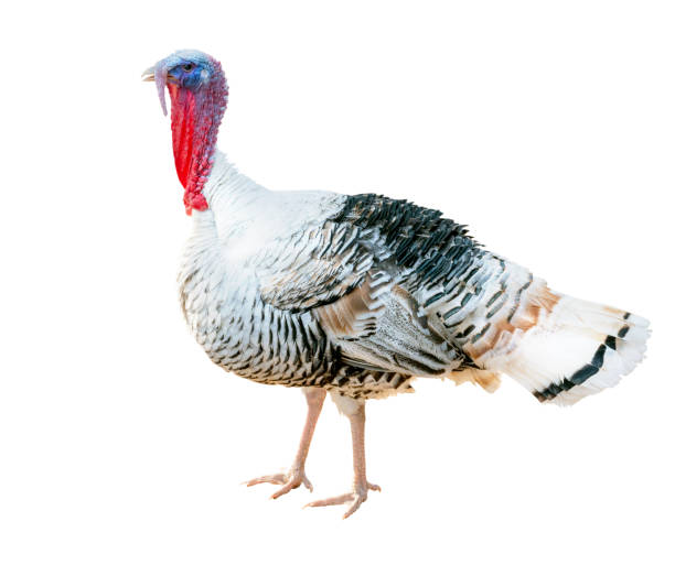 istock Narragansett turkey isolated on white background. Clipping path 1206984635