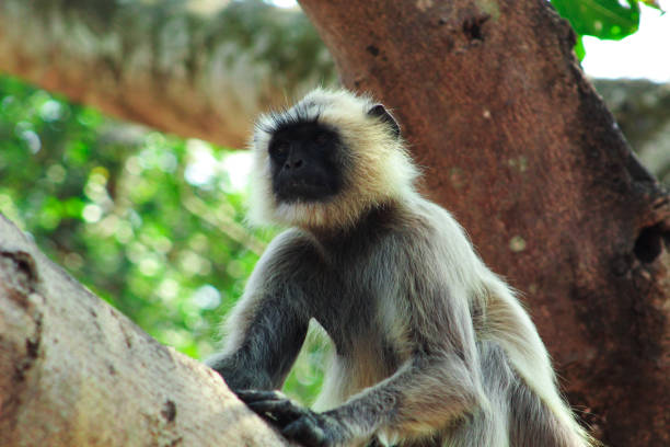 istock Monkey sitting in a branch of a tree 1206986250
