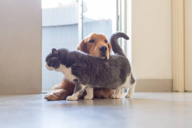 istock British shorthair and golden retriever 1206987399