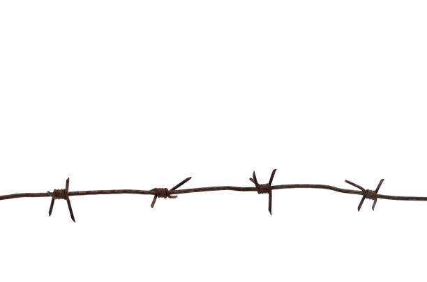 Old rusty metal barbed wire of times of the second world war isolated on white background Old rusty metal barbed wire of times of the second world war isolated on white background rusty barb stock pictures, royalty-free photos & images