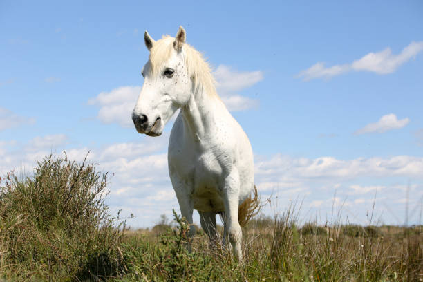 istock the French Camargue 1206987714
