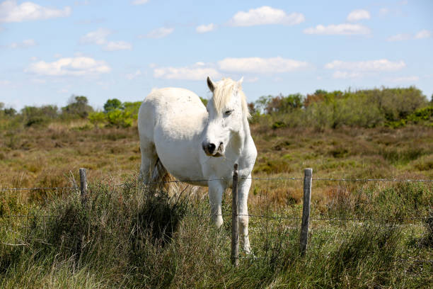 istock the French Camargue 1206988304