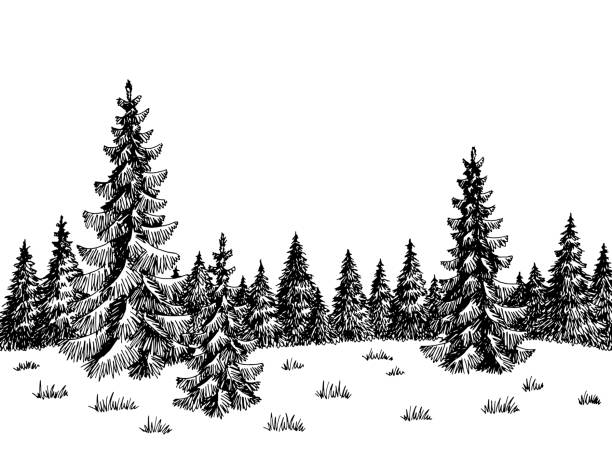 bildbanksillustrationer, clip art samt tecknat material och ikoner med fir skog grafisk svart vit landskap skiss illustration vektor - ädelgran illustrationer