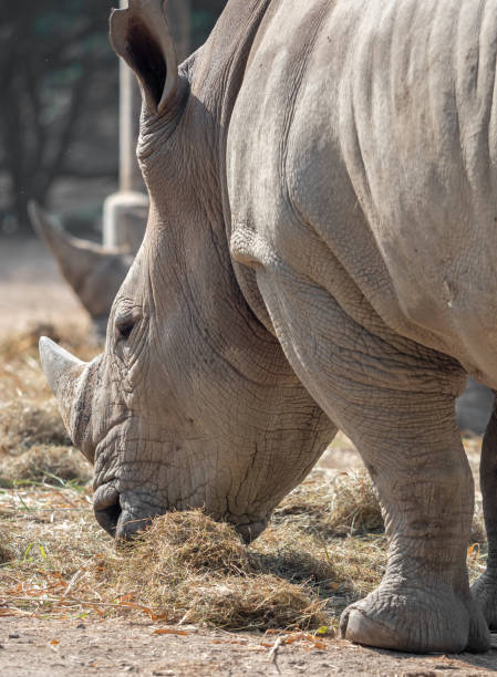 istock Close up White Rhinoceros is Eating Dry Grass 1206989154