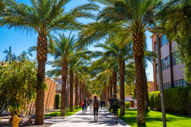 Palm Walk in ASU Tempe Campus Palm Walk in Arizona State University campus in Tempe. tempe arizona stock pictures, royalty-free photos & images