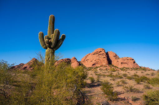 Cactus in Papago Park.