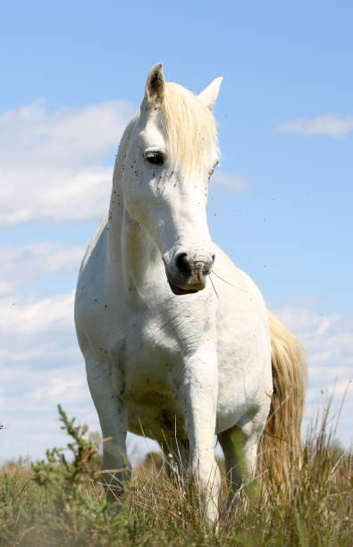 istock the French Camargue 1206989229
