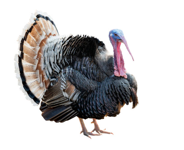 istock Narragansett turkey isolated on white background. Clipping path 1206989234