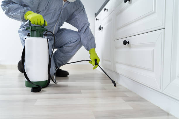 istock Exterminator Spraying Pesticide In Kitchen 1206989970