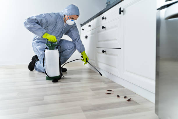 istock Exterminator Spraying Pesticide In Kitchen 1206989971