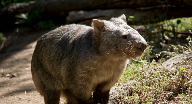 istock this is a close up of a comon wombat 1206989981