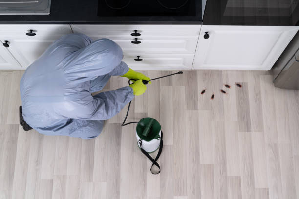 Exterminator Spraying Pesticide In Kitchen Exterminator In Workwear Spraying Pesticide With Sprayer cockroach photos stock pictures, royalty-free photos & images