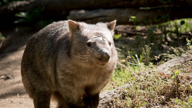 istock this is a close up of a comon wombat 1206990045