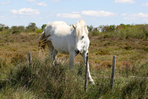 istock the French Camargue 1206991662