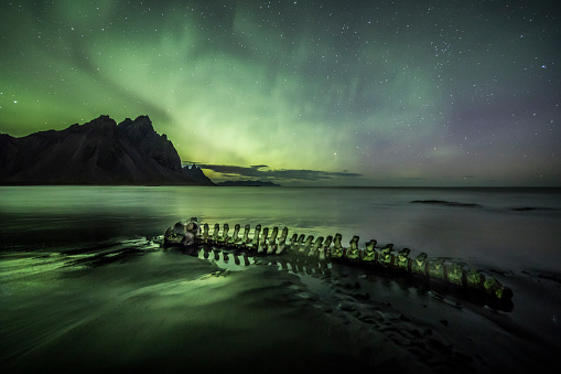 Skeleton of a beached whale under an Aurora Borealis (Northern Lights)