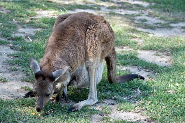 istock this is a western grey kangaroo with a joey in her pouch 1206992792